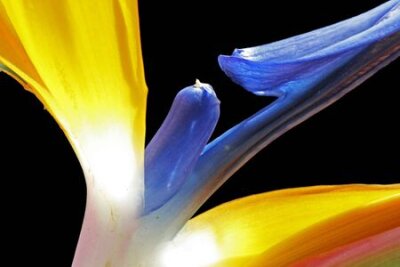 Papier peint  Strelitzia, Gran Canaria, Espagne