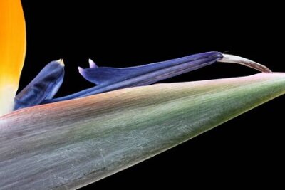 Papier peint  Strelitzia, Gran Canaria, Espagne