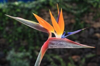 Papier peint  Strelitzia, Gran Canaria, Espagne