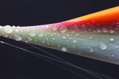 Papier peint  Strelitzia, Gran Canaria, Espagne