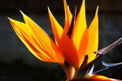 Papier peint  Strelitzia, Gran Canaria, Espagne