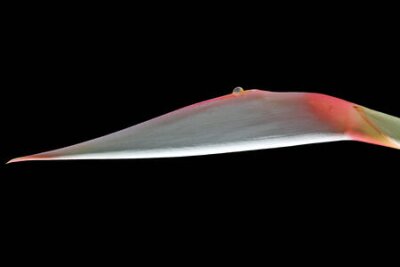 Papier peint  Strelitzia, Gran Canaria, Espagne