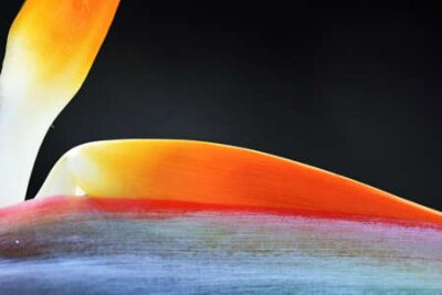 Papier peint  Strelitzia, Gran Canaria, Espagne