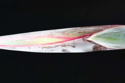 Papier peint  Strelitzia, Gran Canaria, Espagne