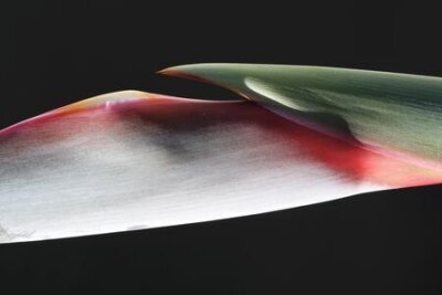 Papier peint  Strelitzia, Gran Canaria, Espagne