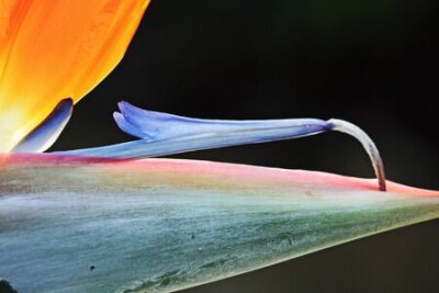 Papier peint  Strelitzia, Gran Canaria, Espagne