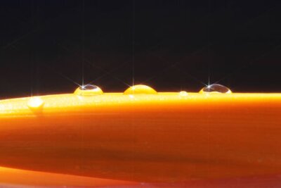 Papier peint  Strelitzia, Gran Canaria, Espagne