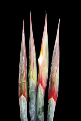 Papier peint  Strelitzia, Gran Canaria, Espagne