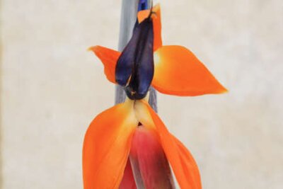 Papier peint  Strelitzia, Gran Canaria, Espagne