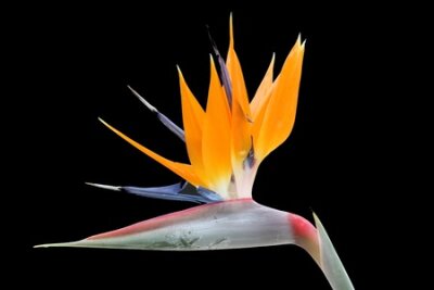 Papier peint  Strelitzia, Gran Canaria, Espagne