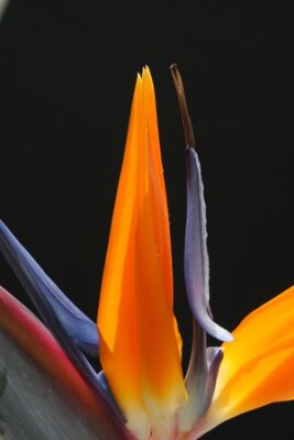 Papier peint  Strelitzia, Gran Canaria, Espagne