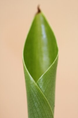 Papier peint  Strelitzia, Gran Canaria, Espagne