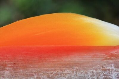 Papier peint  Strelitzia, Gran Canaria, Espagne