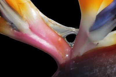 Papier peint  Strelitzia, Gran Canaria, Espagne