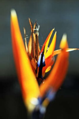 Papier peint  Strelitzia, Gran Canaria, Espagne
