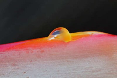 Papier peint  Strelitzia, Gran Canaria, Espagne