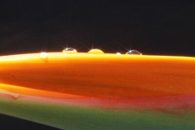 Papier peint  Strelitzia, Gran Canaria, Espagne