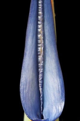 Papier peint  Strelitzia, Gran Canaria, Espagne