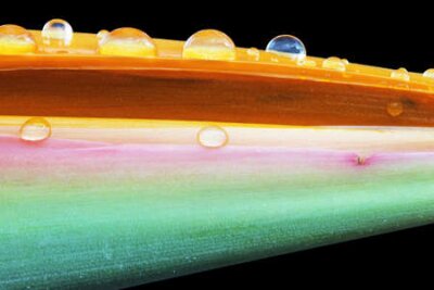 Papier peint  Strelitzia, Gran Canaria, Espagne