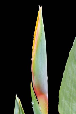 Papier peint  Strelitzia, Gran Canaria, Espagne