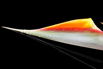 Papier peint  Strelitzia, Gran Canaria, Espagne