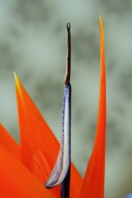 Papier peint  Strelitzia, Gran Canaria, Espagne