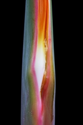 Papier peint  Strelitzia, Gran Canaria, Espagne