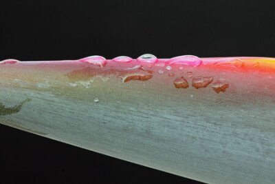 Papier peint  Strelitzia, Gran Canaria, Espagne