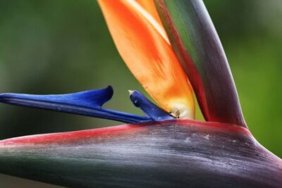 Papier peint  Strelitzia, Gran Canaria, Espagne