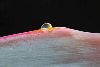 Papier peint  Strelitzia, Gran Canaria, Espagne