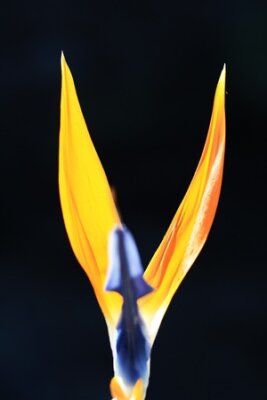 Papier peint  Strelitzia, Gran Canaria, Espagne