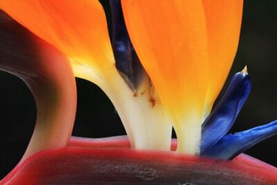 Papier peint  strelitzia, Gran Canaria, Espagne