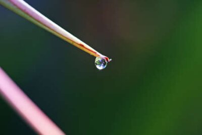 Papier peint  strelitzia, Gran Canaria, Espagne