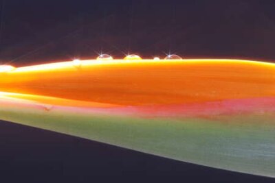 Papier peint  strelitzia, Gran Canaria, Espagne