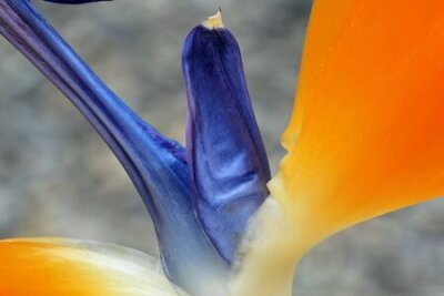 Papier peint  strelitzia, Gran Canaria, Espagne