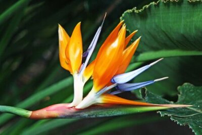 Papier peint  strelitzia, Gran Canaria, Espagne