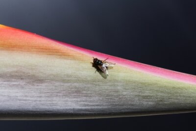 Papier peint  strelitzia, Gran Canaria, Espagne