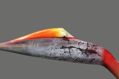 Papier peint  strelitzia, Gran Canaria, Espagne