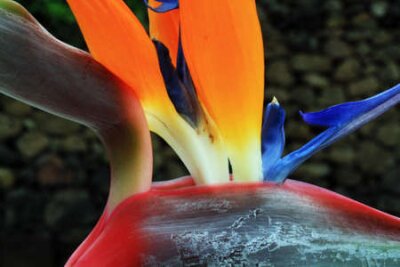 Papier peint  strelitzia, Gran Canaria, Espagne