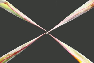 Papier peint  strelitzia, Gran Canaria, Espagne