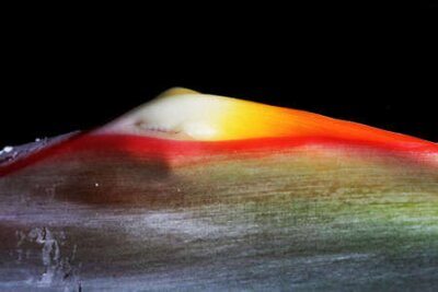 Papier peint  strelitzia, Gran Canaria, Espagne