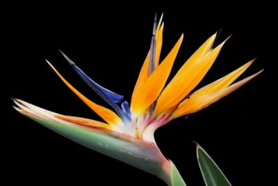 Papier peint  strelitzia, Gran Canaria, Espagne