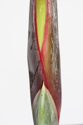 Papier peint  strelitzia, Gran Canaria, Espagne