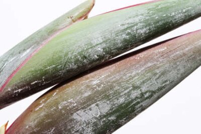 Papier peint  strelitzia, Gran Canaria, Espagne