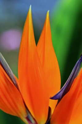 Papier peint  strelitzia, Gran Canaria, Espagne