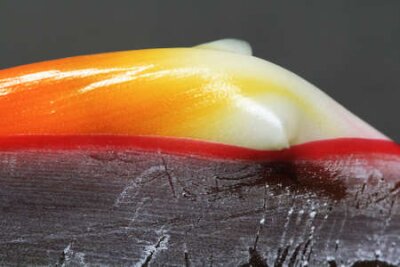 Papier peint  strelitzia, Gran Canaria, Espagne