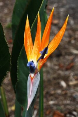 Papier peint  strelitzia, Gran Canaria, Espagne