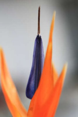 Papier peint  strelitzia, Gran Canaria, Espagne