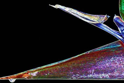 Papier peint  strelitzia, Gran Canaria, Espagne