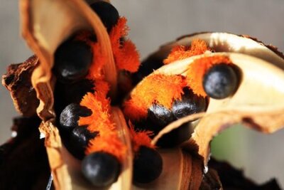 Papier peint  strelitzia, Gran Canaria, Espagne